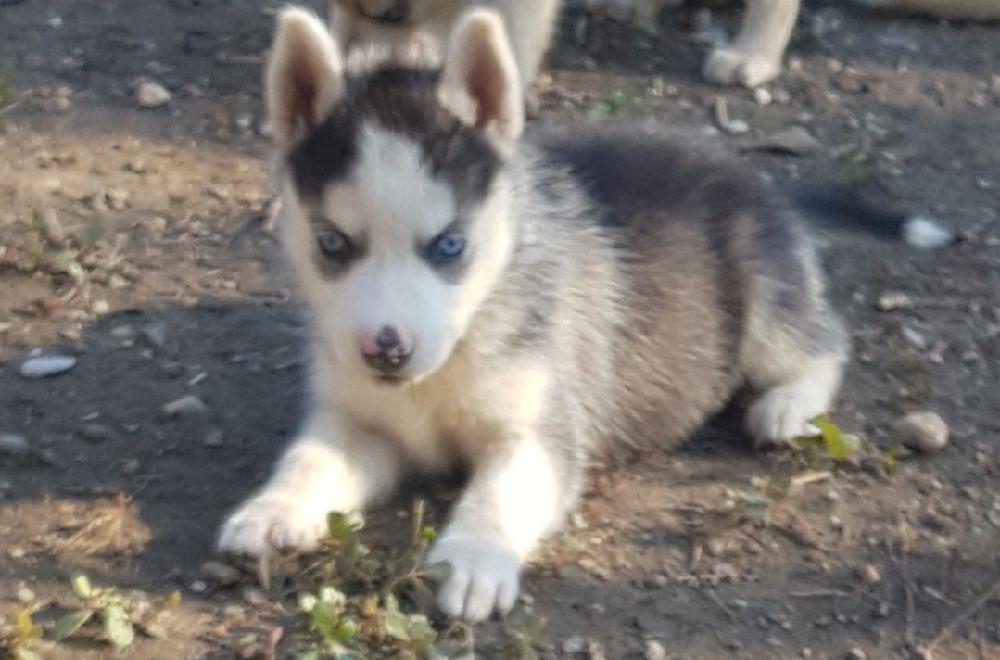 Pui de husky siberian