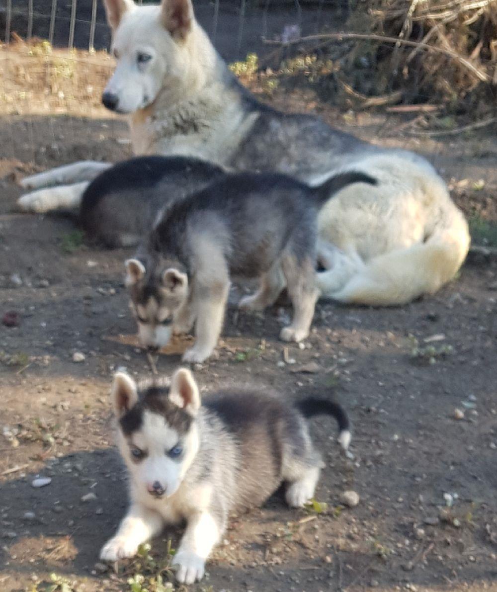 Pui de husky siberian