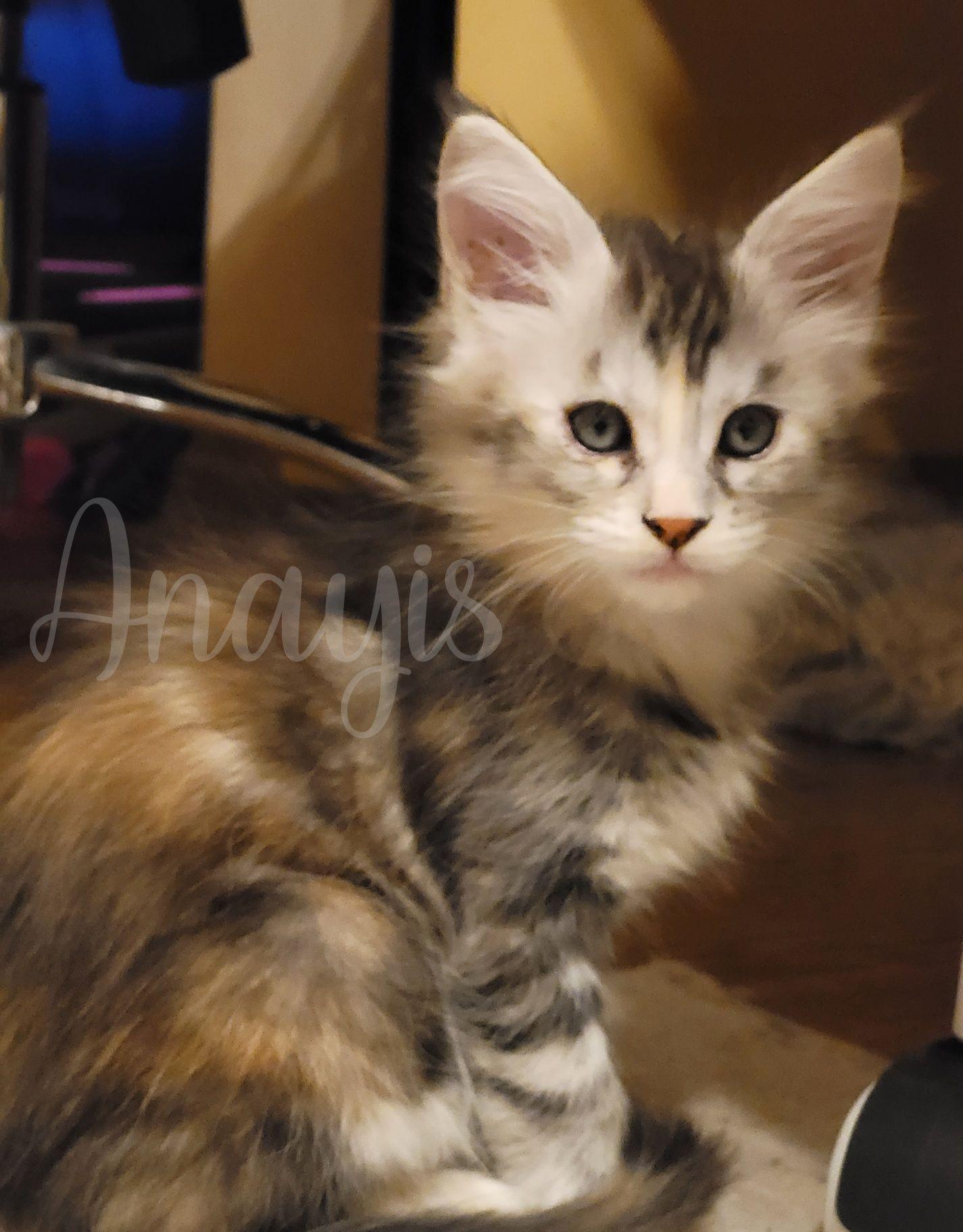 Pui de Maine Coon cu pedigree (felisa autorizata)