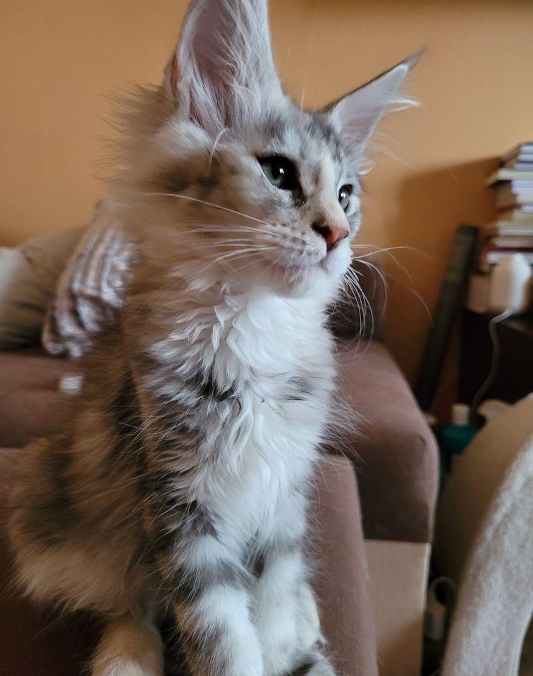 Pui de Maine Coon cu pedigree (felisa autorizata)