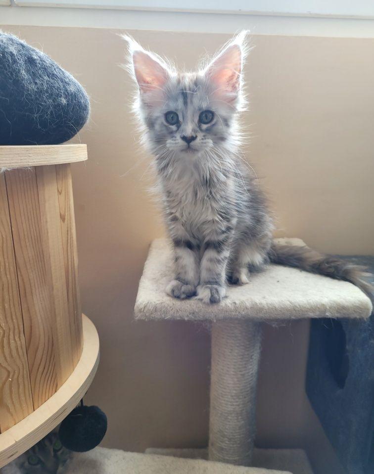 Pui de Maine Coon cu pedigree (felisa autorizata)