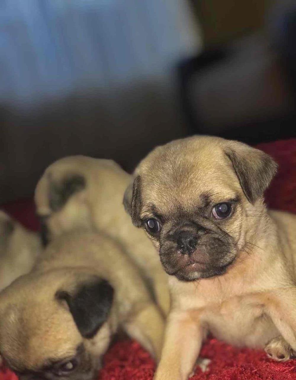 Pui de mops/pug
