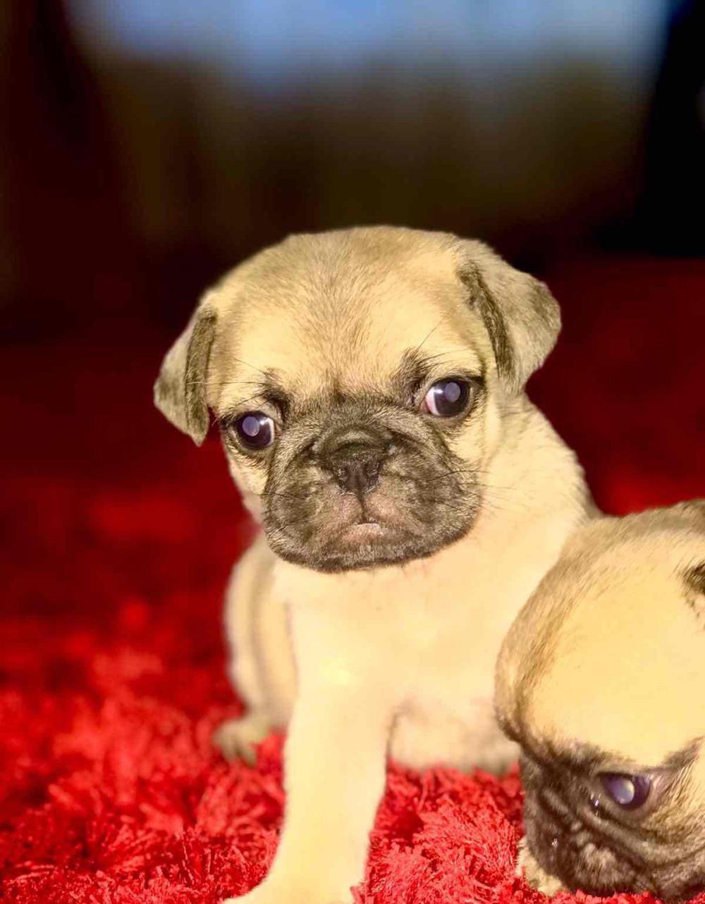 Pui de mops/pug