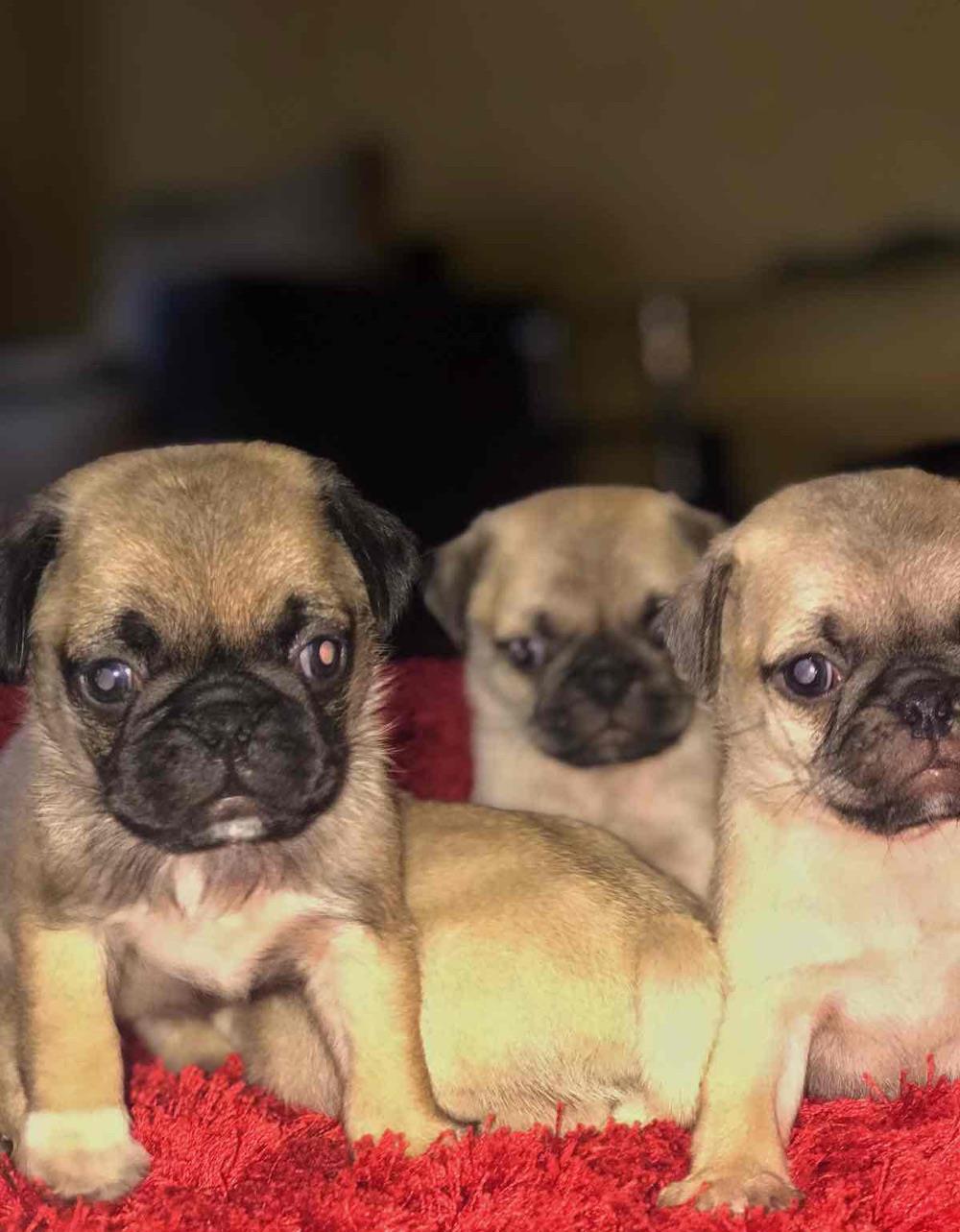 Pui de mops/pug