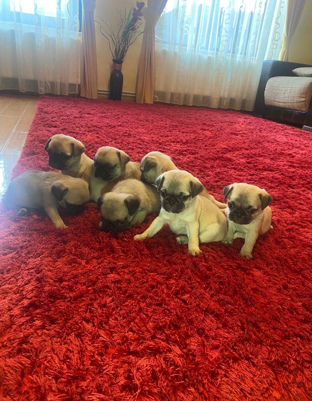 Pui de mops/pug