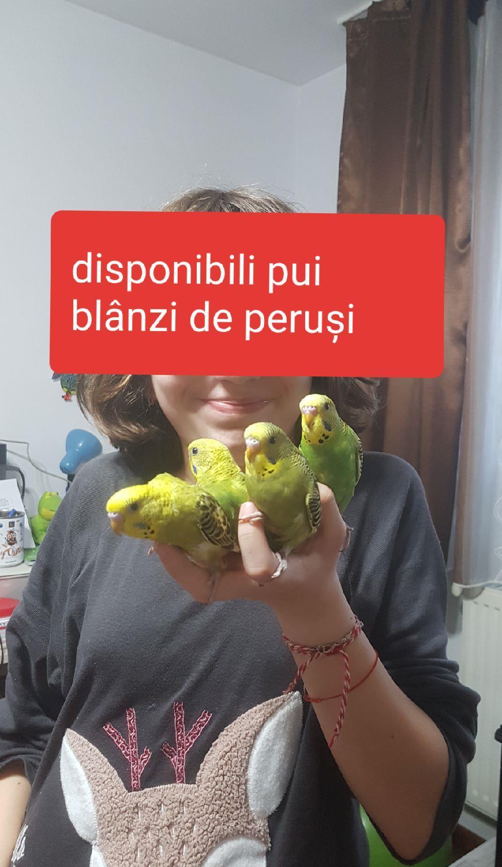 pui de peruși blânzi