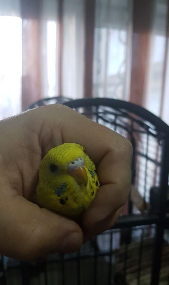 pui de peruși blânzi