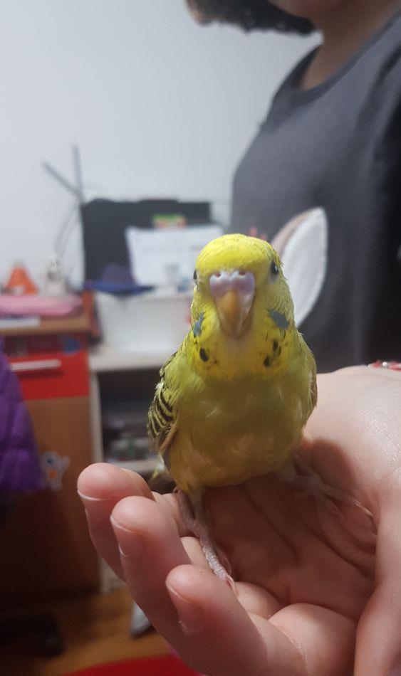 pui de peruși blânzi