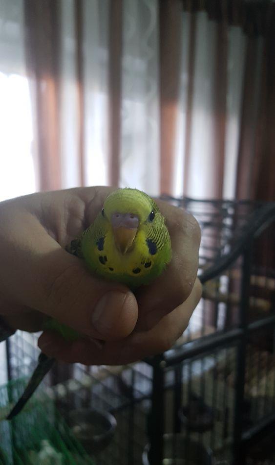pui de peruși blânzi