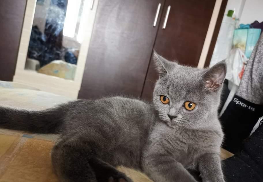 Pui de pisica Brittish Shorthair Blue Taby
