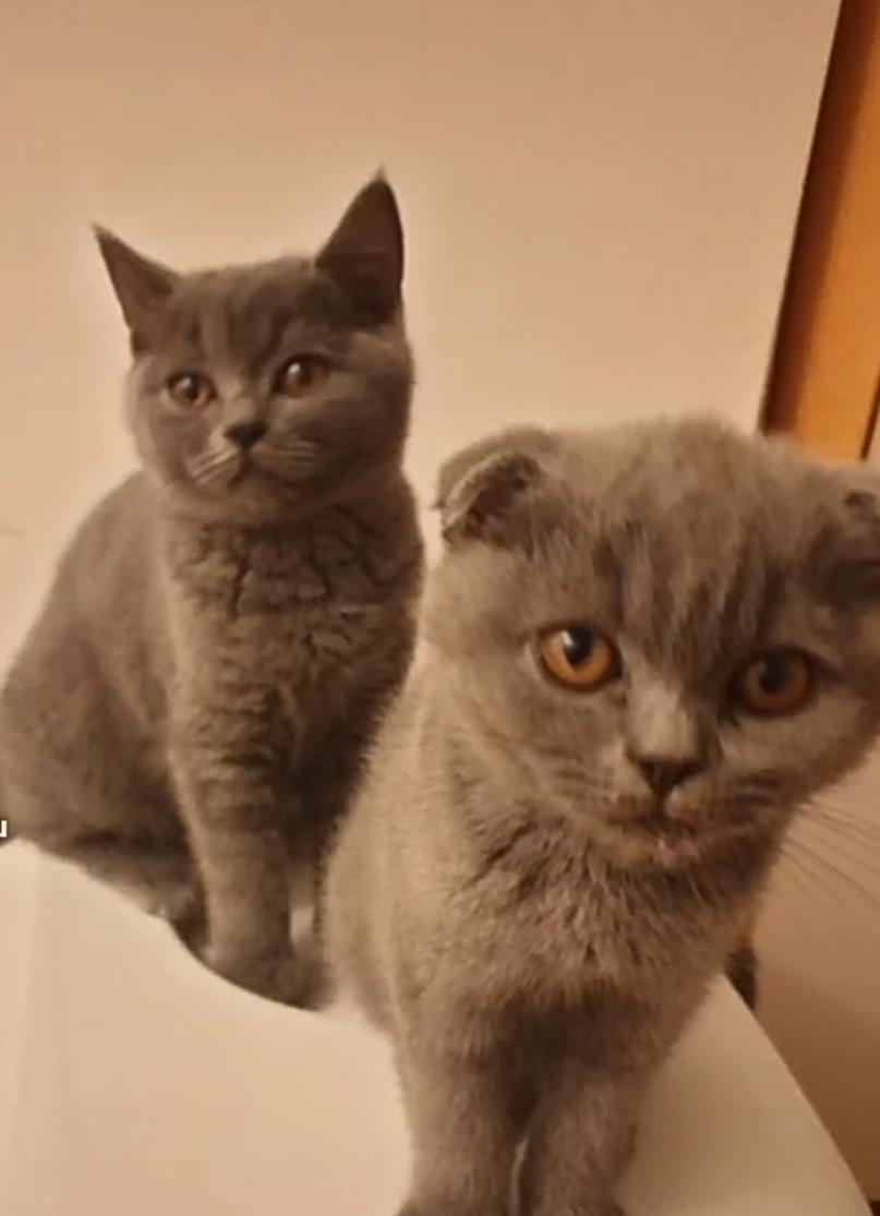 Pui de pisica Brittish Shorthair Blue Taby