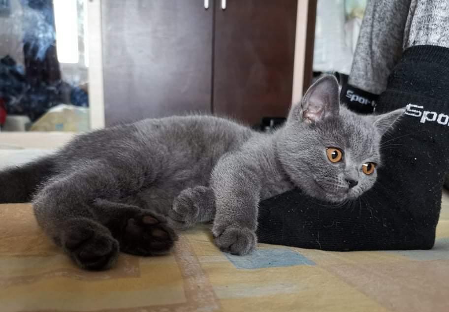 Pui de pisica Brittish Shorthair Blue Taby