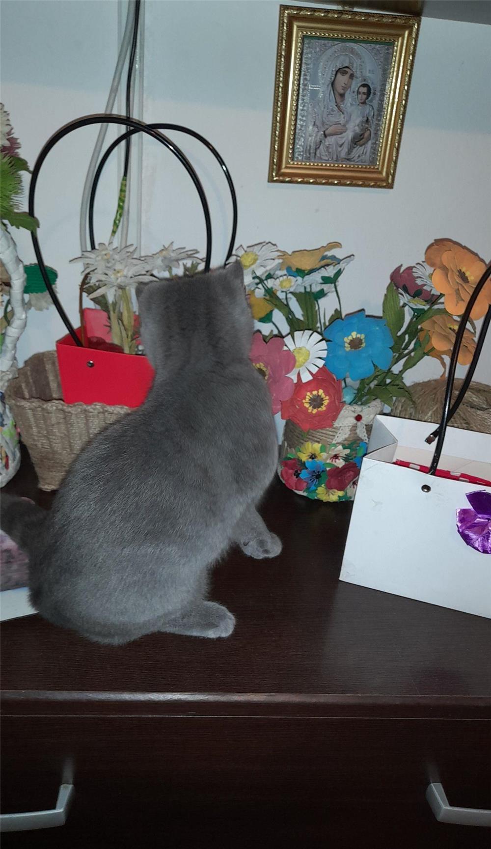 Pui de pisica Brittish Shorthair Blue Taby