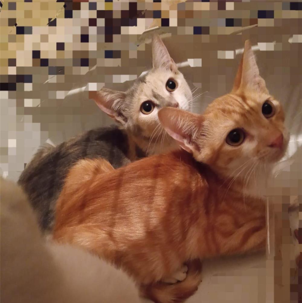 Pui de pisica roscat, calico si alb