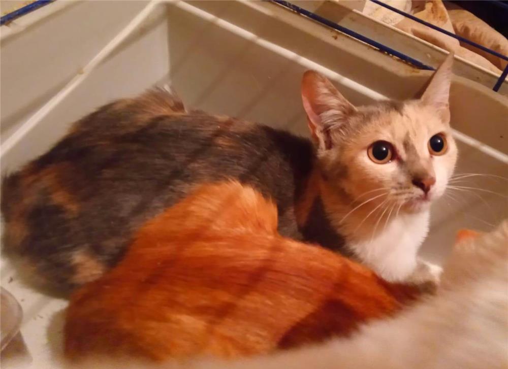 Pui de pisica roscat, calico si alb