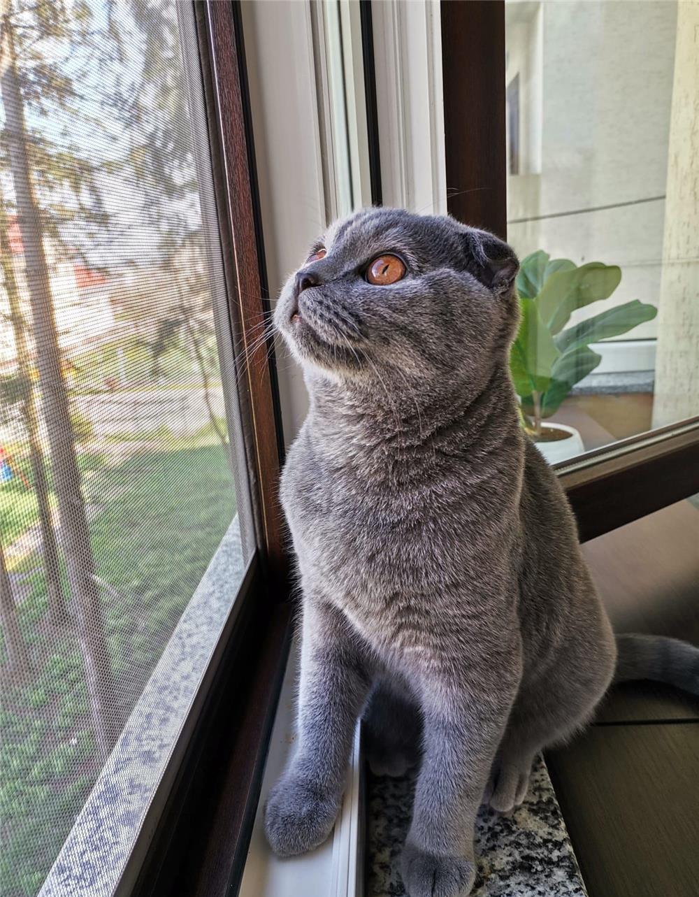 Pui de pisică scottish fold blue