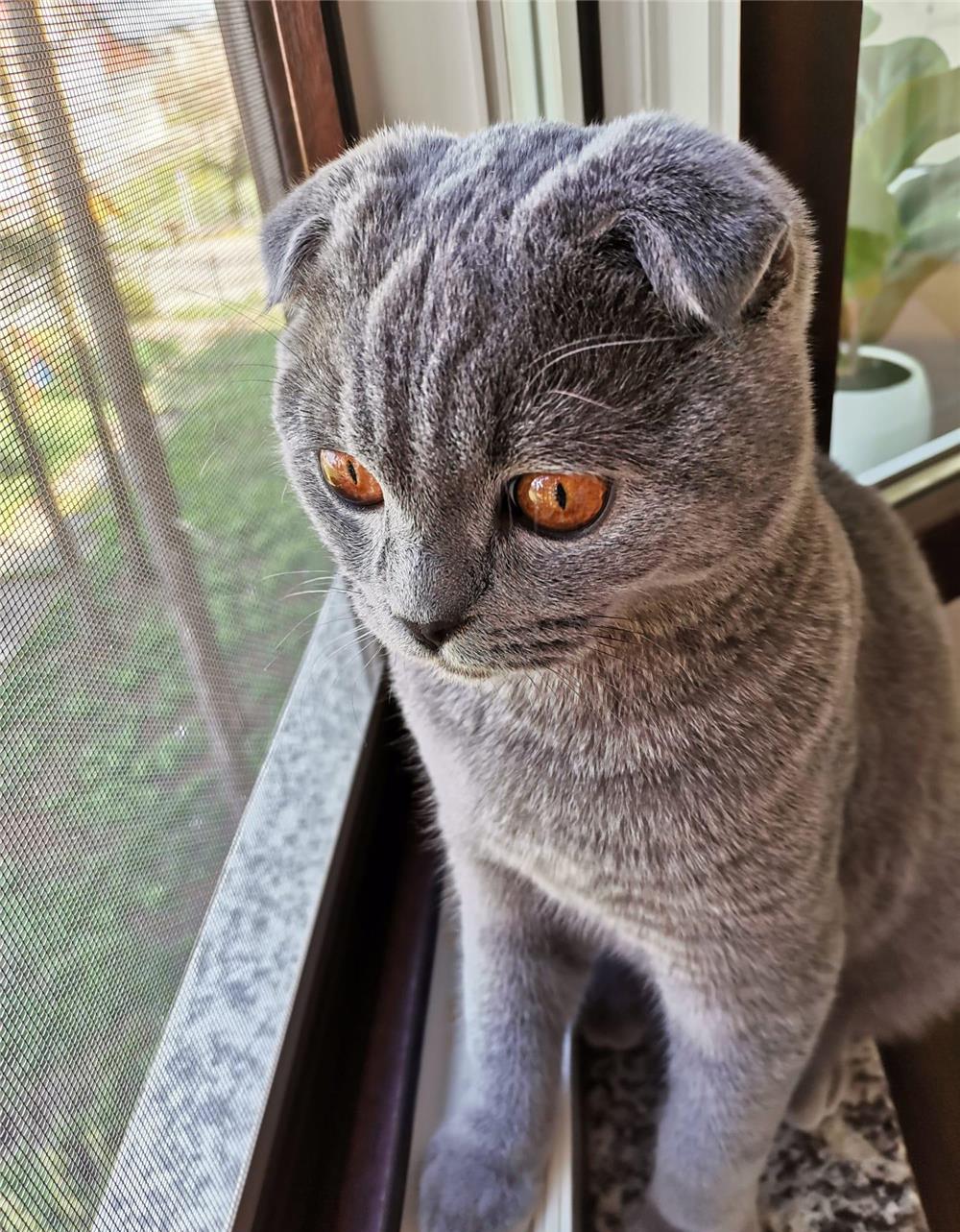 Pui de pisică scottish fold blue