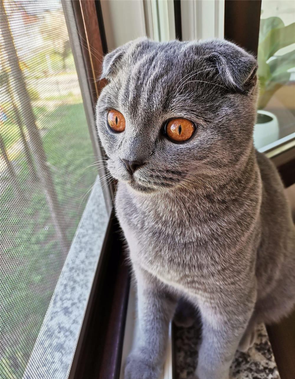 Pui de pisică scottish fold blue