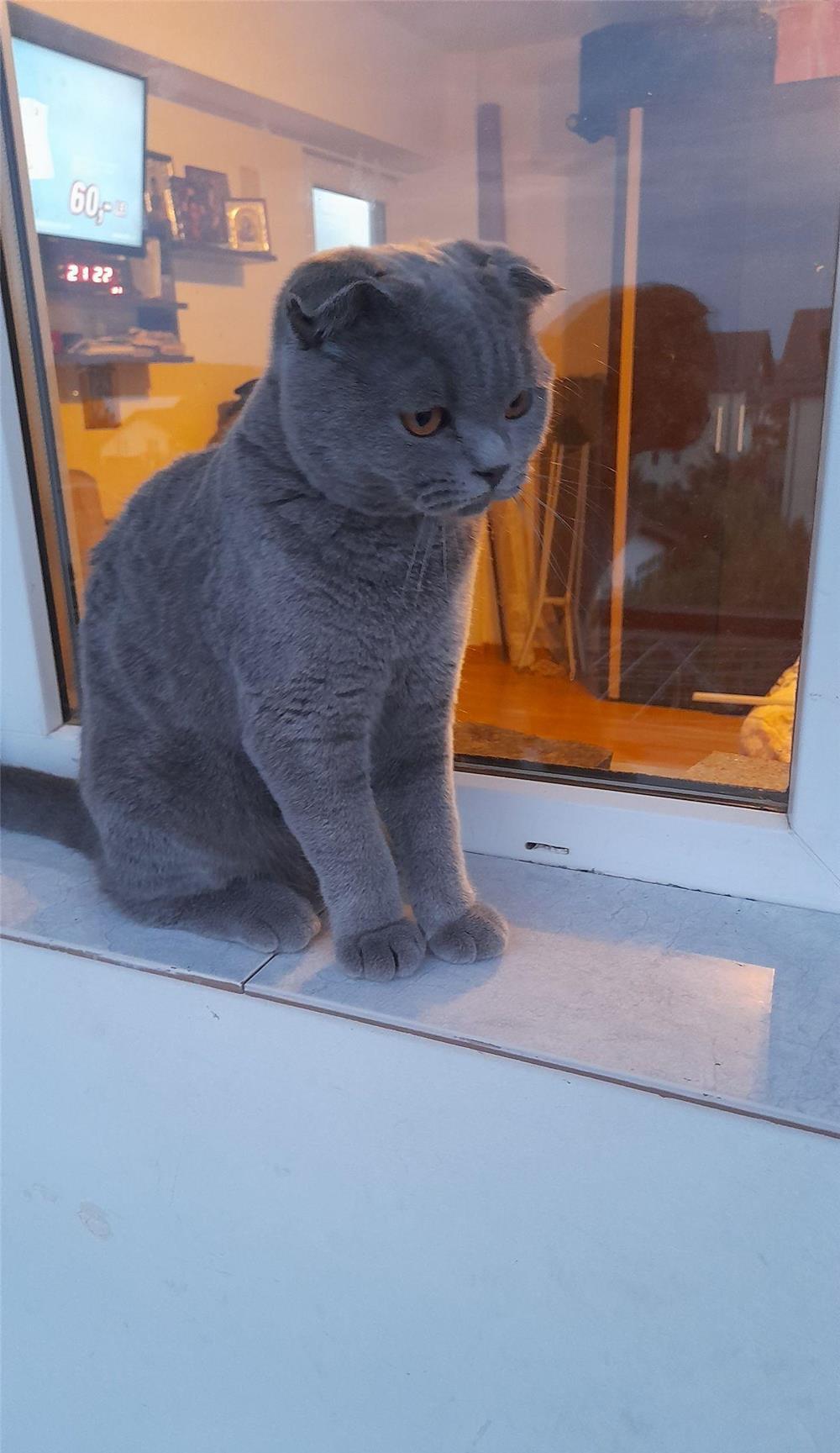 Pui de pisică scottish fold blue