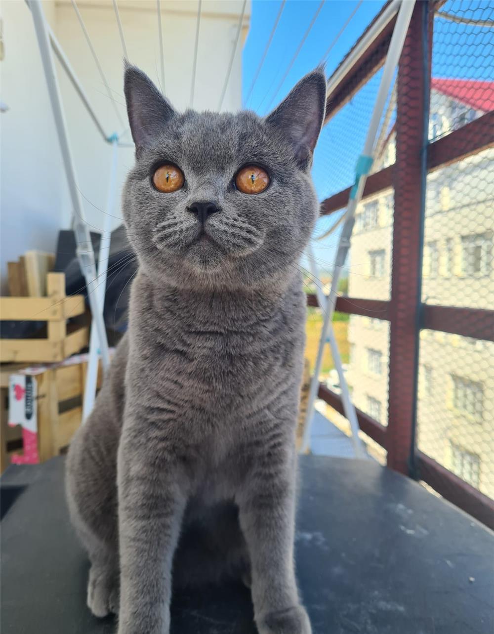 Pui de pisica  Scottish Fold & British Shorthair