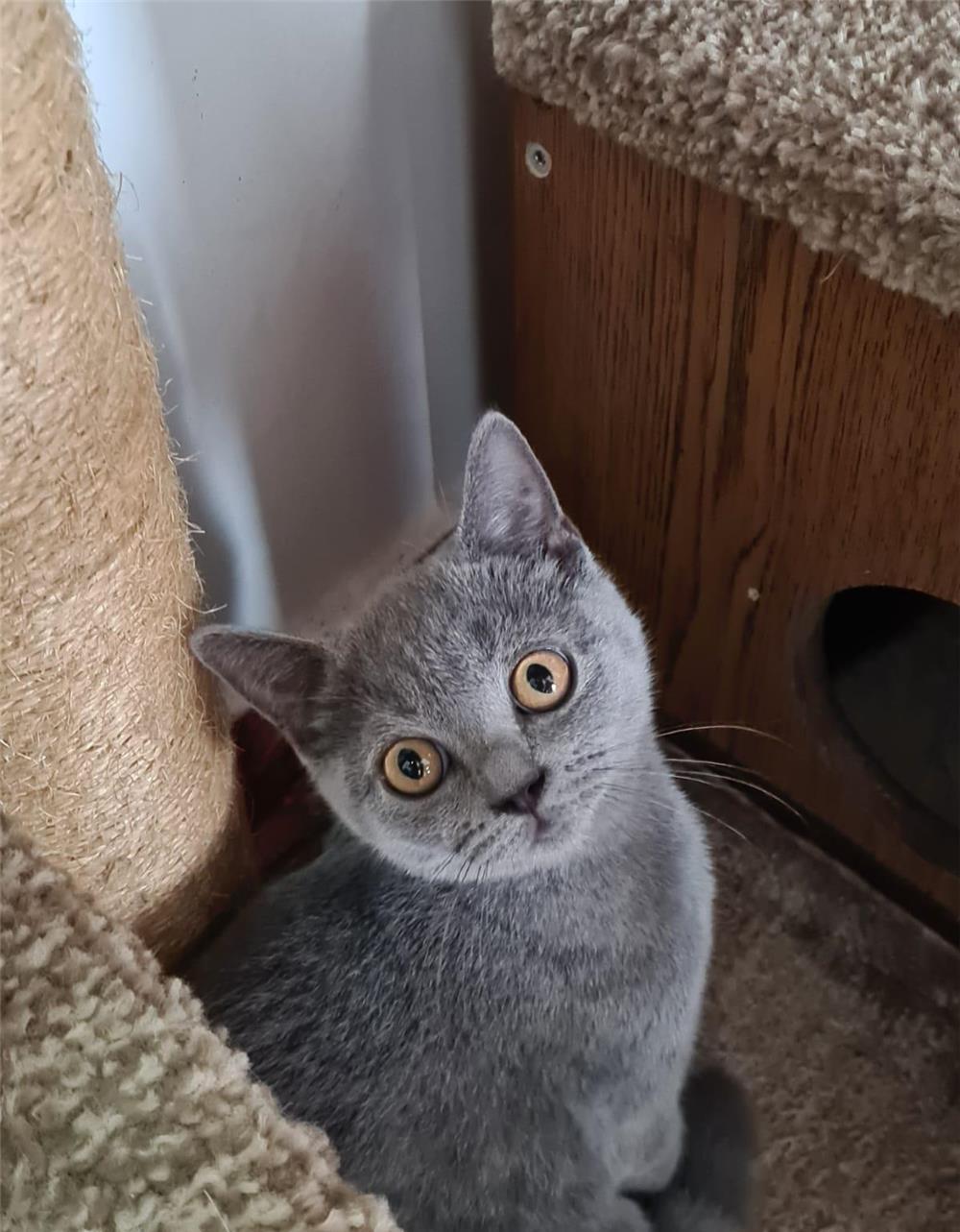 Pui de pisica  Scottish Fold & British Shorthair