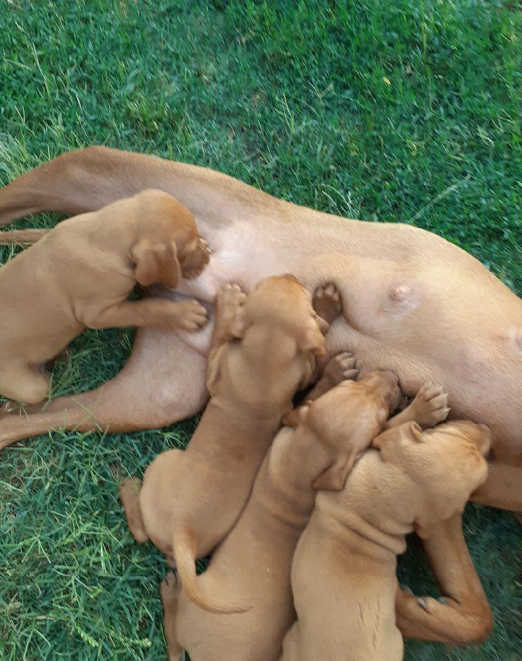 Pui de vizsla maghiara
