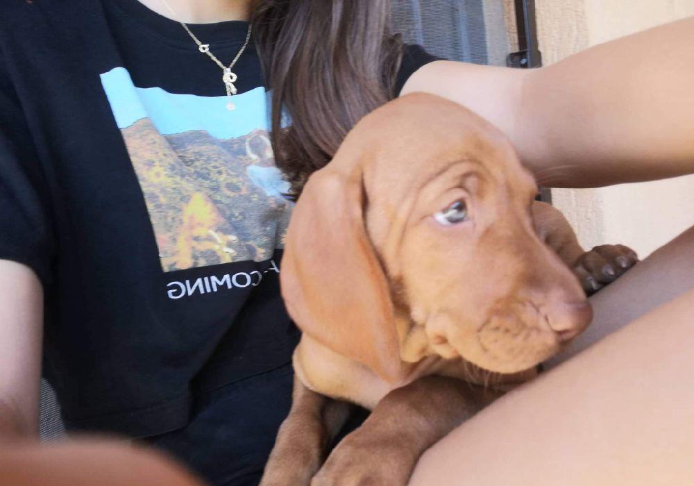 Pui de vizsla maghiara