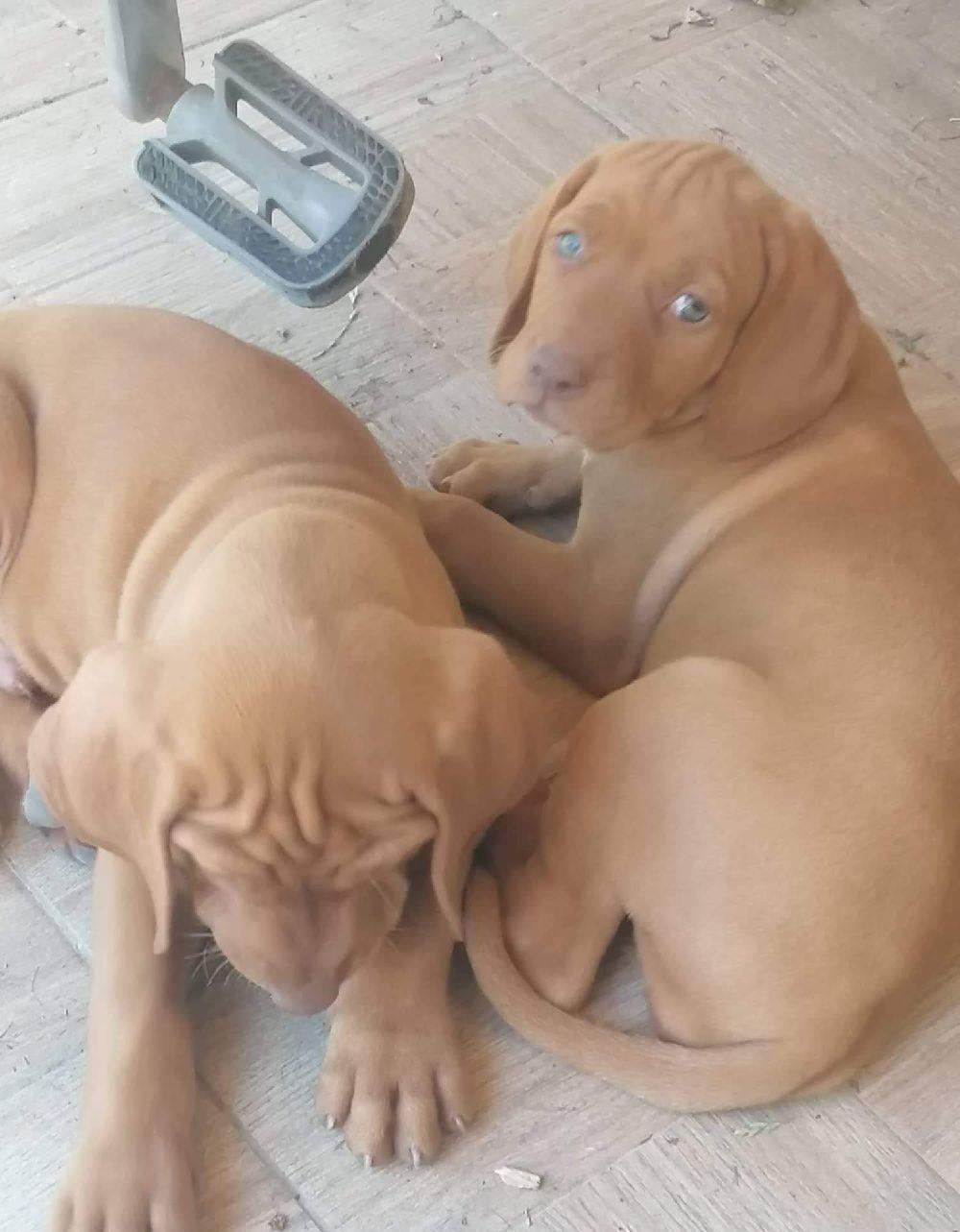 Pui de vizsla maghiara