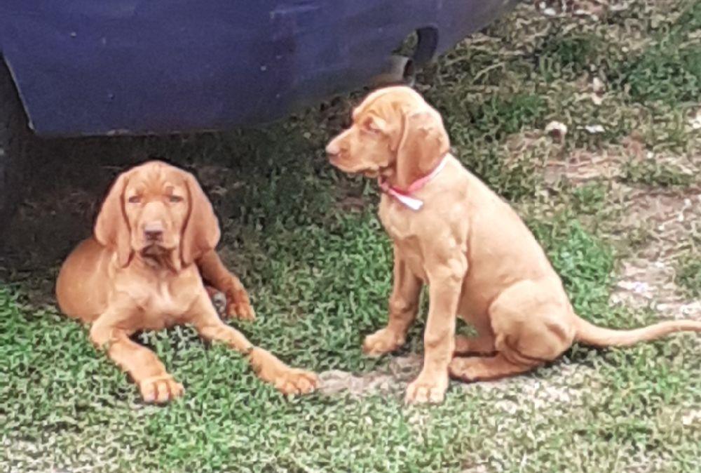 Pui de vizsla maghiara