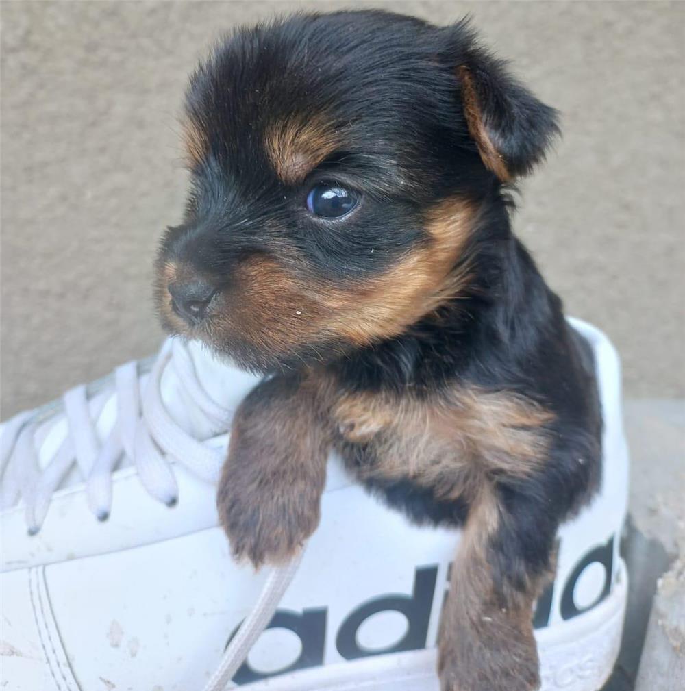 Pui de Yorkshire Terrier