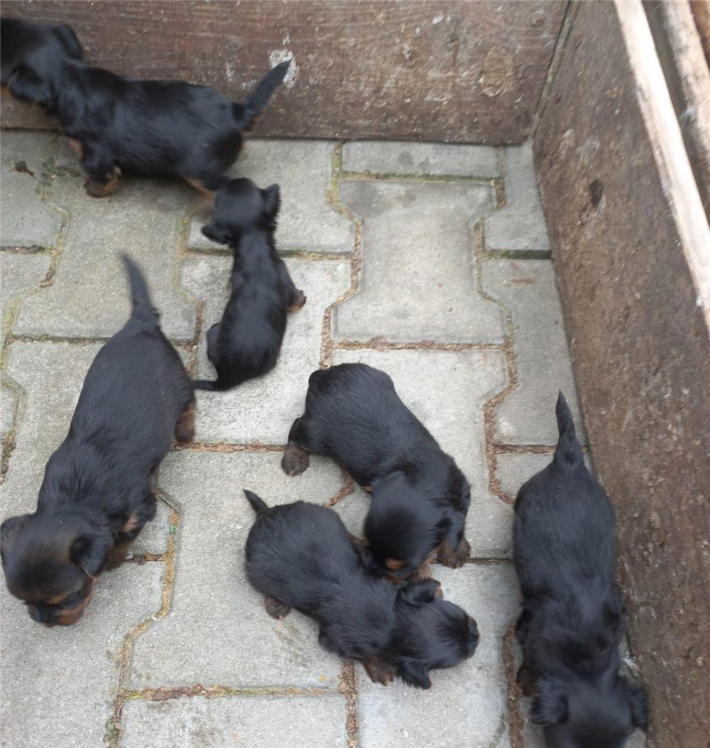 Pui de Yorkshire Terrier
