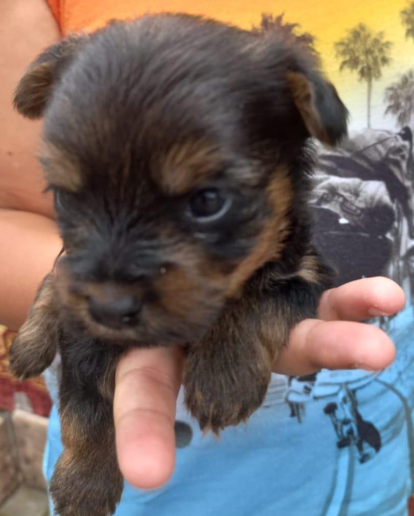 Pui de Yorkshire Terrier