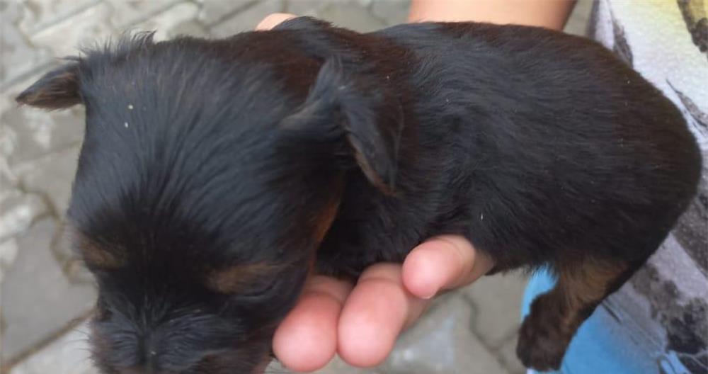 Pui de Yorkshire Terrier