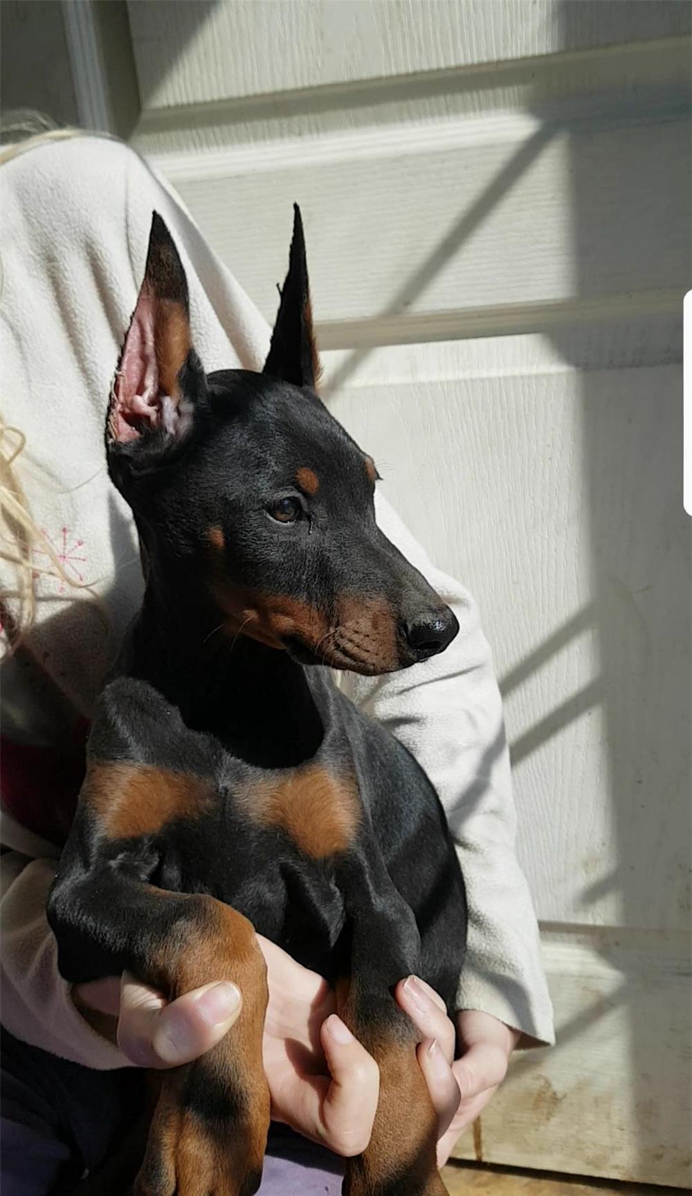 Pui doberman din părinți cu pedigree