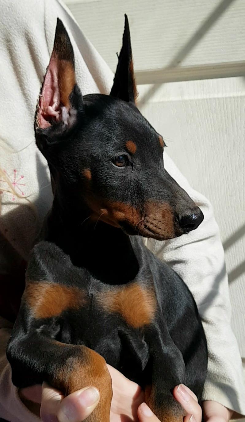 Pui doberman din părinți cu pedigree