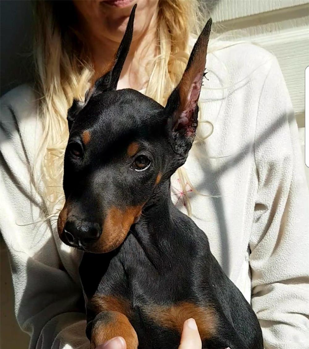 Pui doberman din părinți cu pedigree