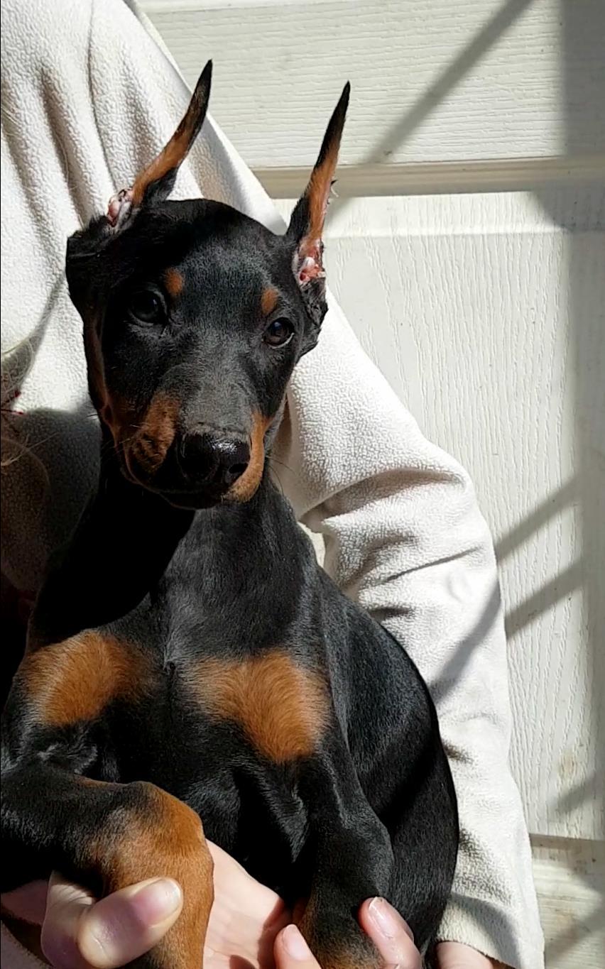 Pui doberman din părinți cu pedigree