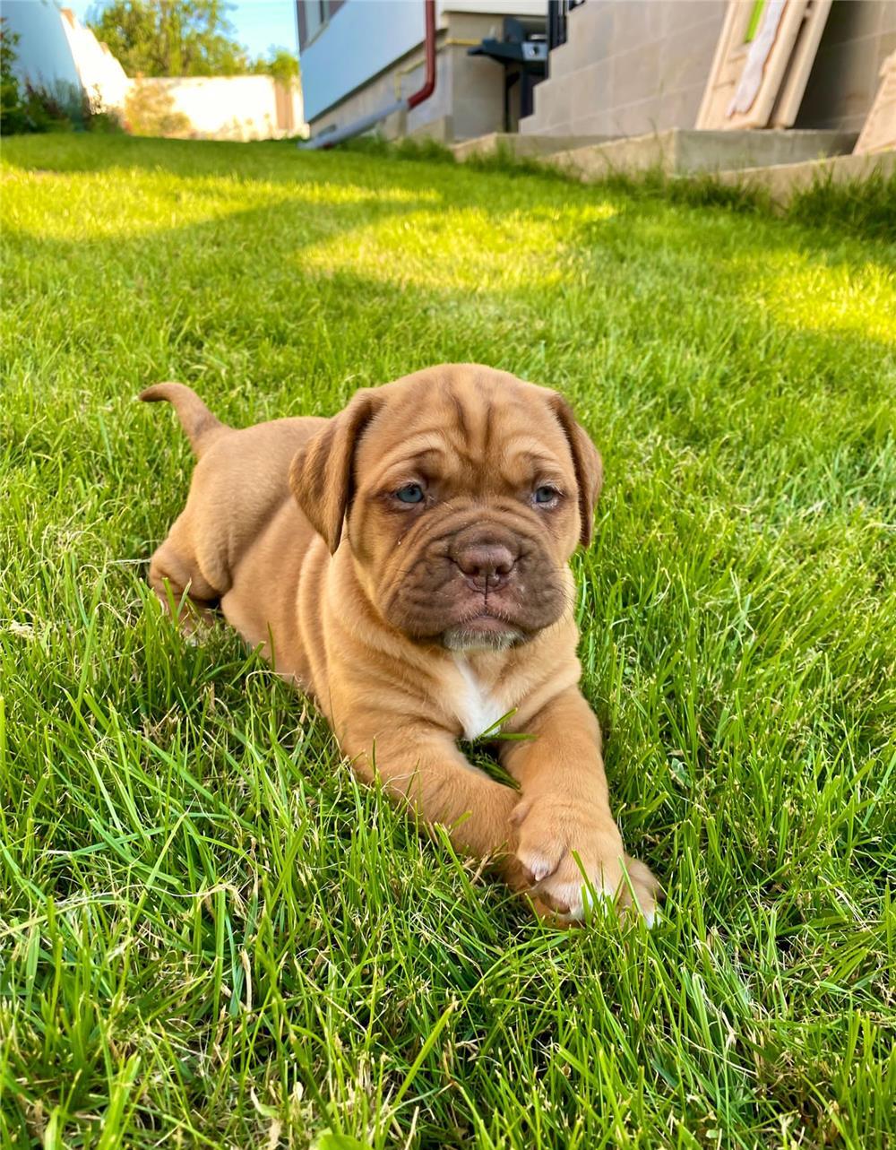 Pui Dog de Bordeaux