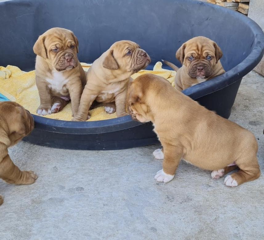 Pui Dog de Bordeaux