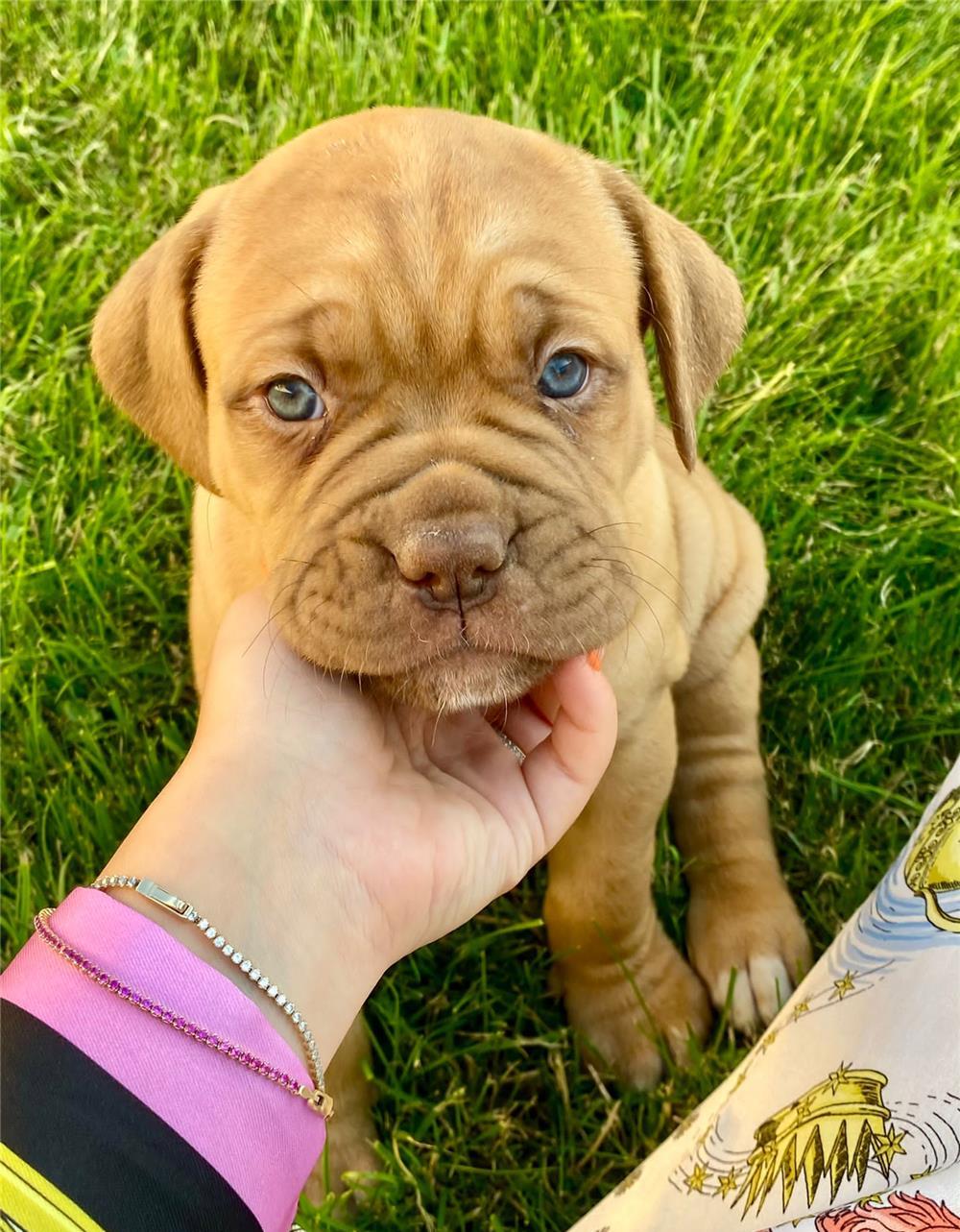 Pui Dog de Bordeaux