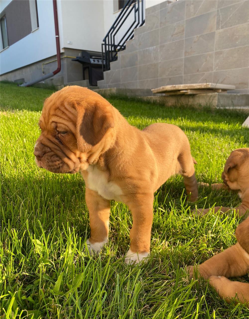 Pui Dog de Bordeaux