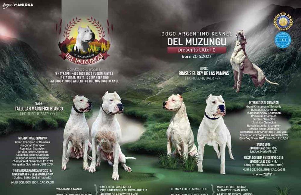 Pui Dogo Argentino - Dog Argentinian - Pedigree - Canisa