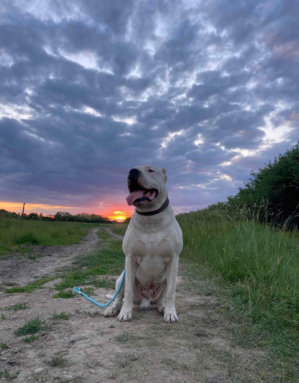 Pui Dogo Argentino - Dog Argentinian - Pedigree - Canisa