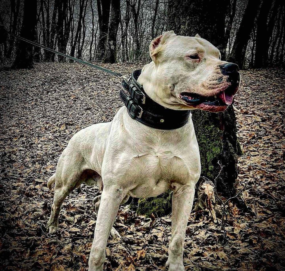 Pui Dogo Argentino - Dog Argentinian - Pedigree - Canisa