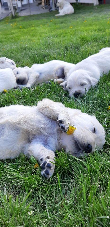 Pui Golden Retriever