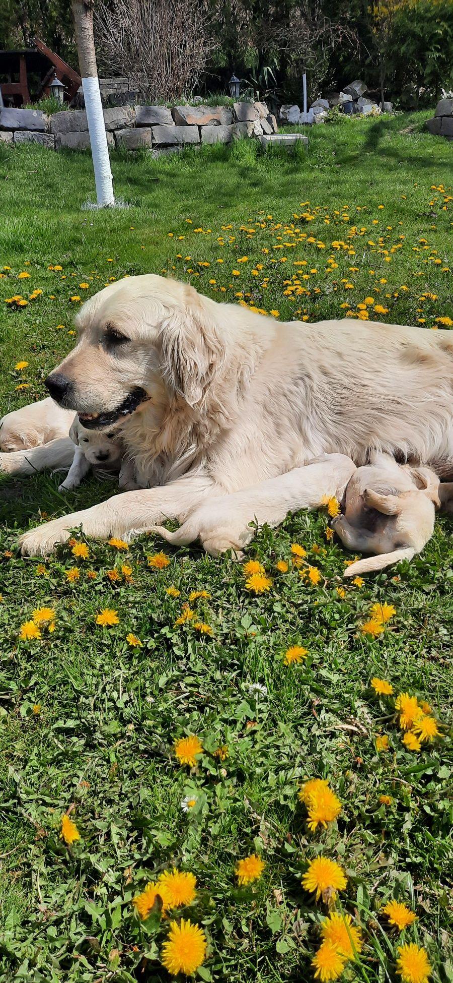 Pui Golden Retriever
