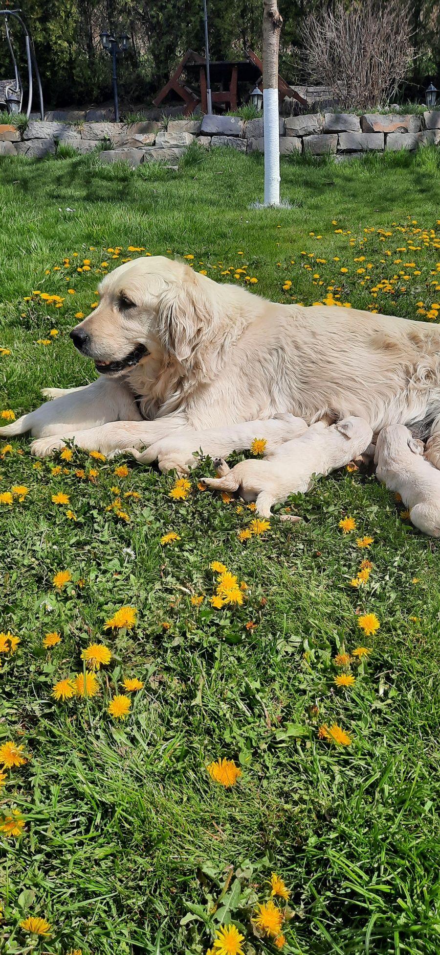 Pui Golden Retriever