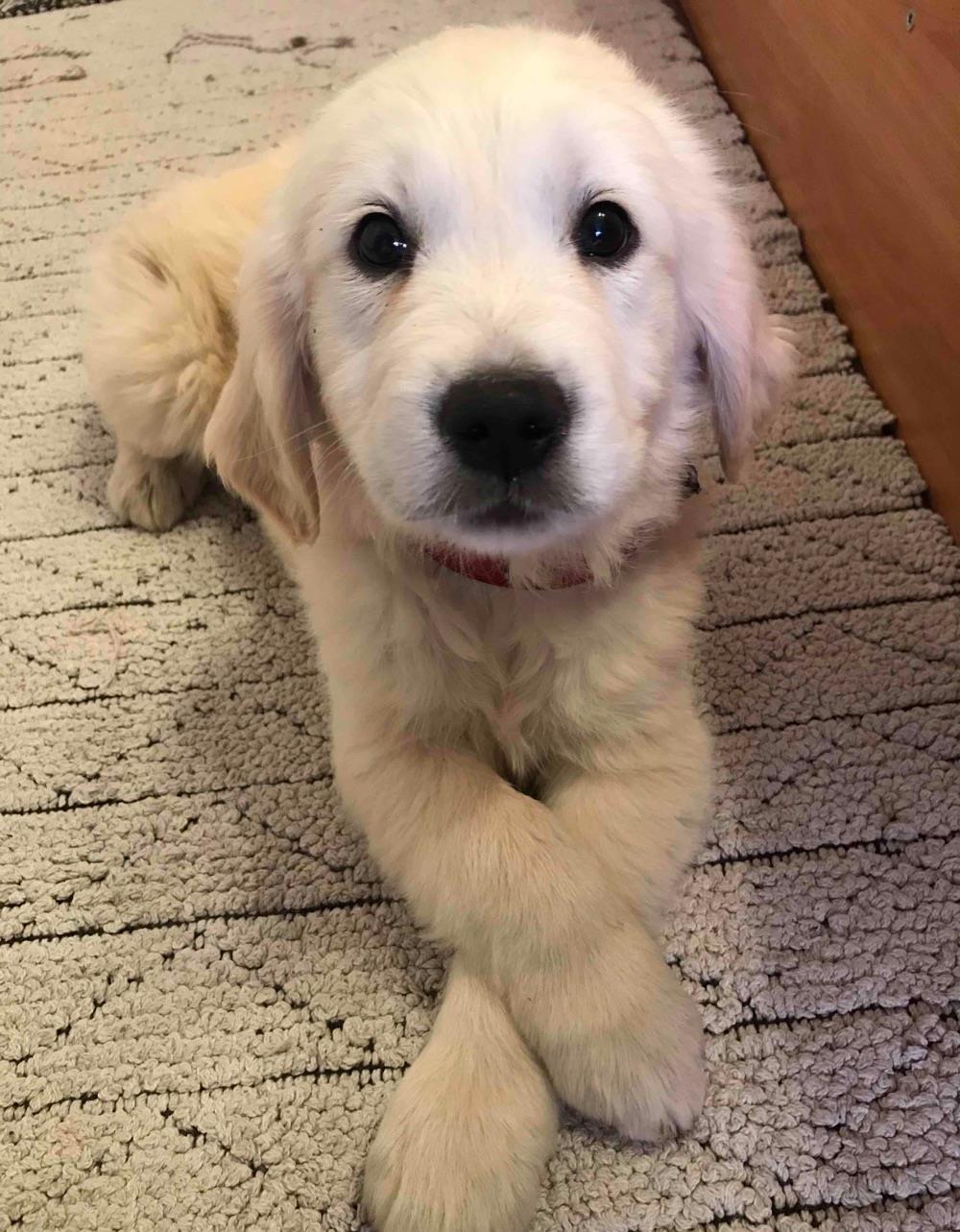 Pui Golden Retriever cu microchip si pasaport la cerere
