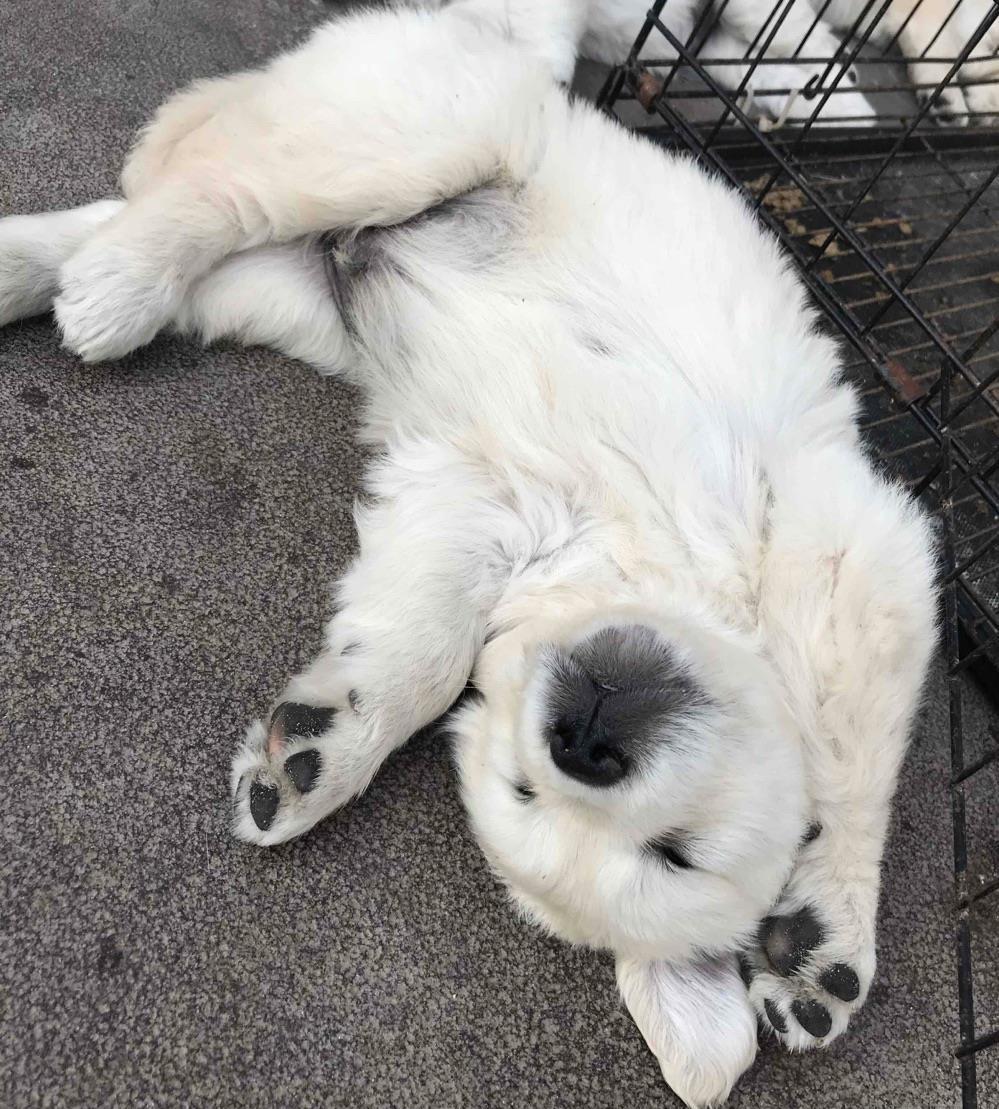 Pui Golden Retriever cu microchip si pasaport la cerere