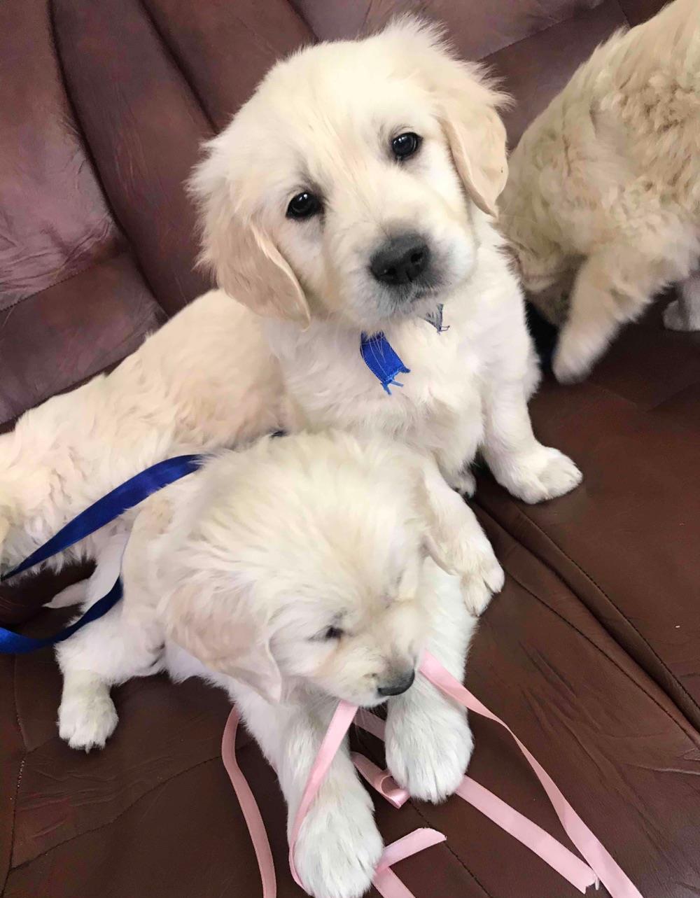 Pui Golden Retriever cu microchip si pasaport la cerere